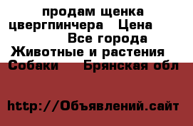 продам щенка цвергпинчера › Цена ­ 15 000 - Все города Животные и растения » Собаки   . Брянская обл.